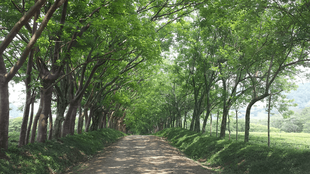 Camino terracería cubierto con árbol mulato.