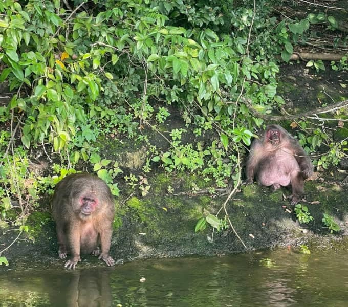 Monos en la orilla de la isla en el lago de Catemaco